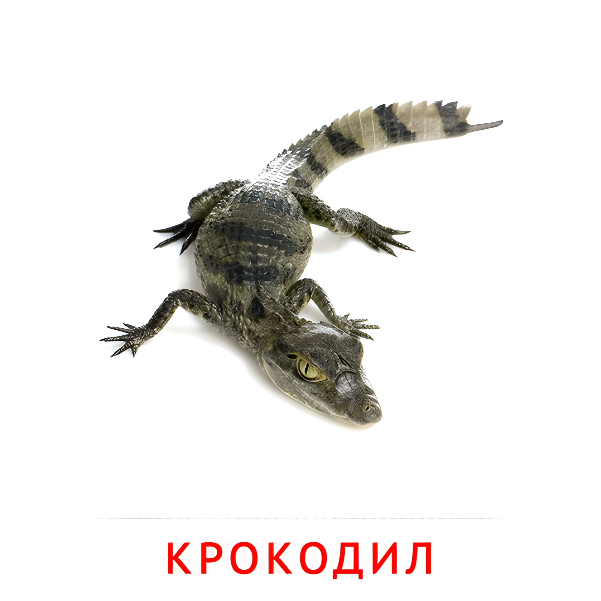 Крокодил №1910. Карточки Домана на русском языке. Животные.
