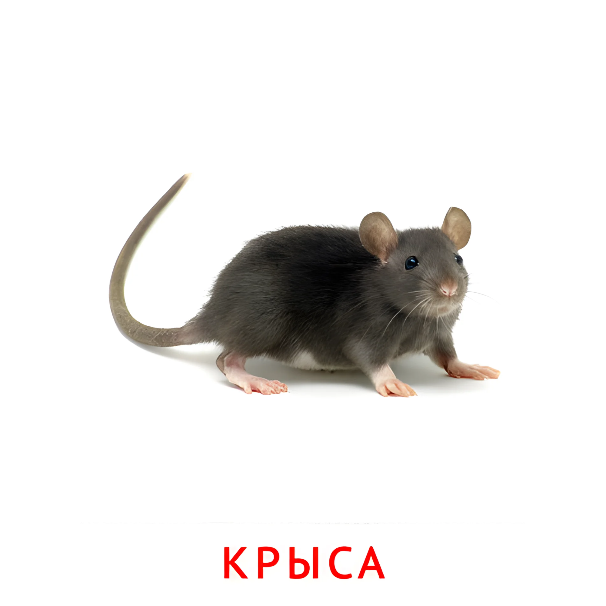 Крыса №1899. Карточки Домана на русском языке. Животные.