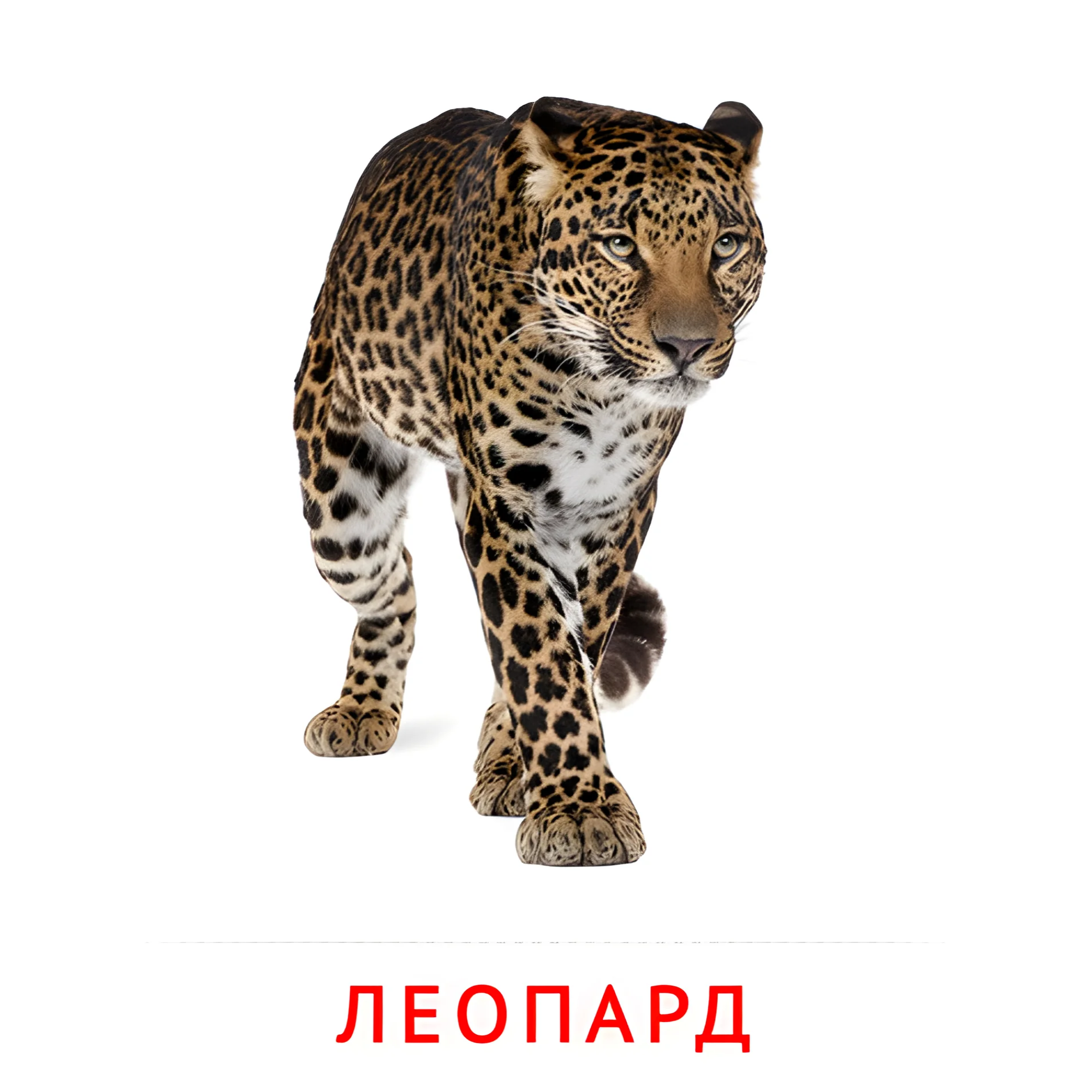 Леопард №1921. Карточки Домана на русском языке. Животные.