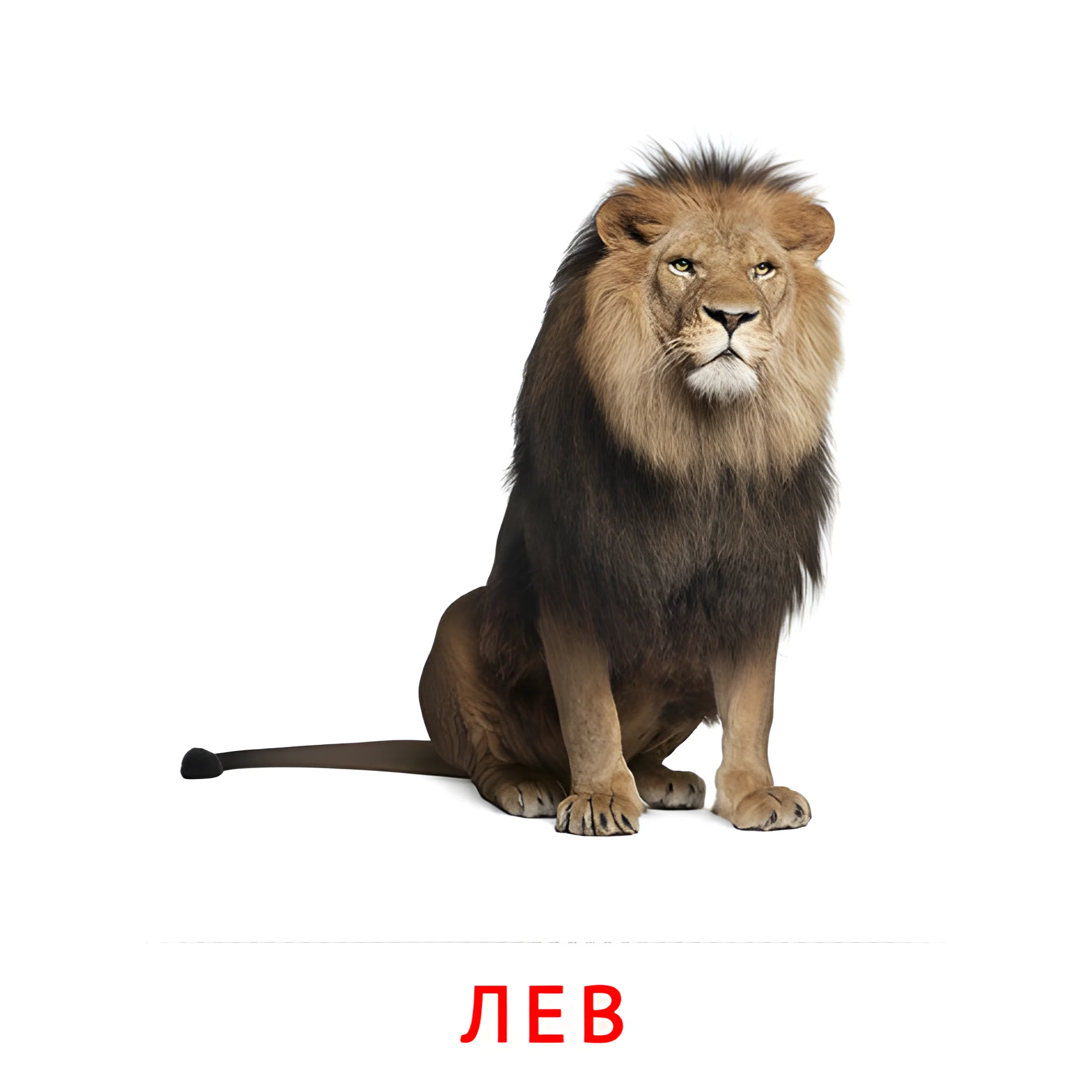 Лев №1888. Карточки Домана на русском языке. Животные.
