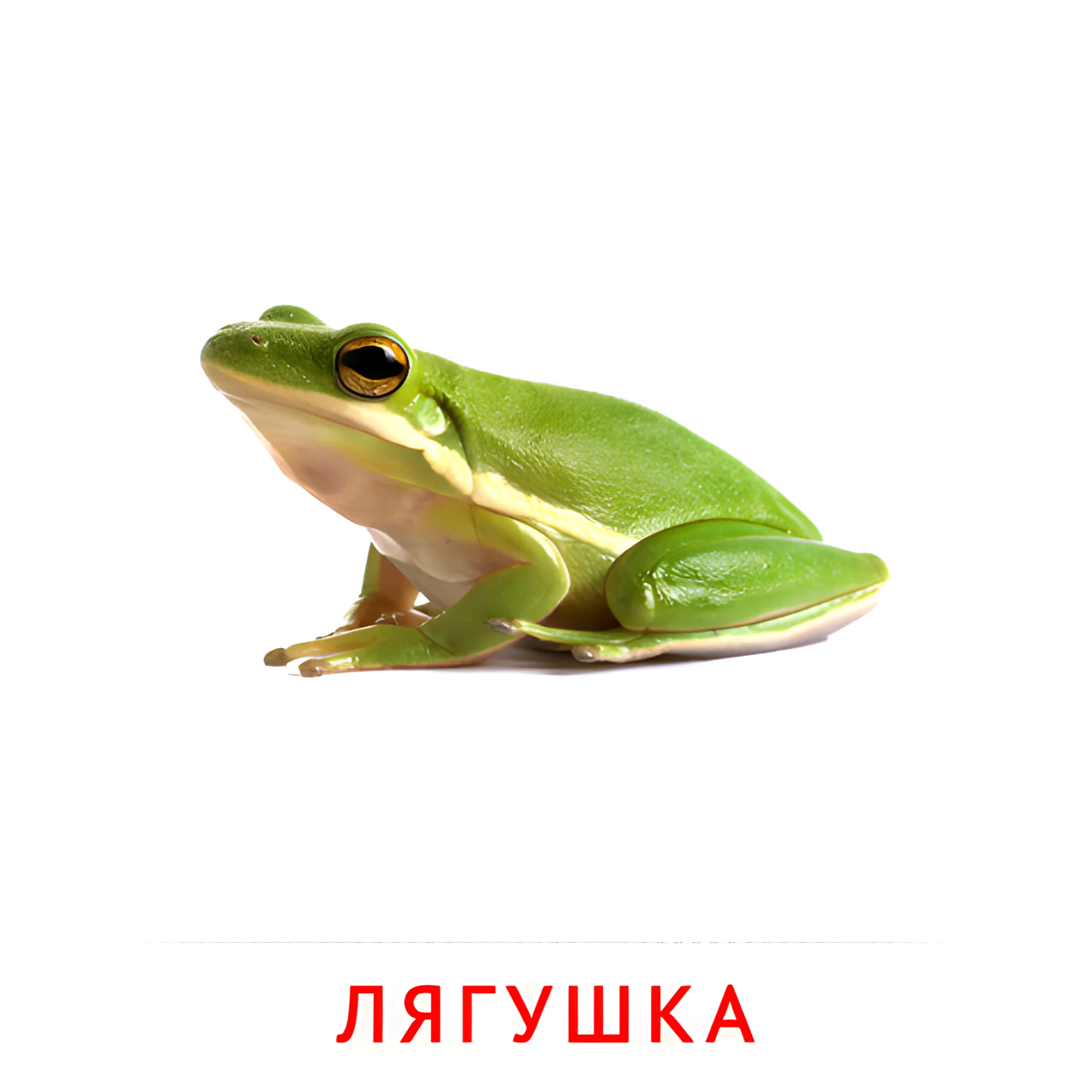Лягушка №1889. Карточки Домана на русском языке. Животные.