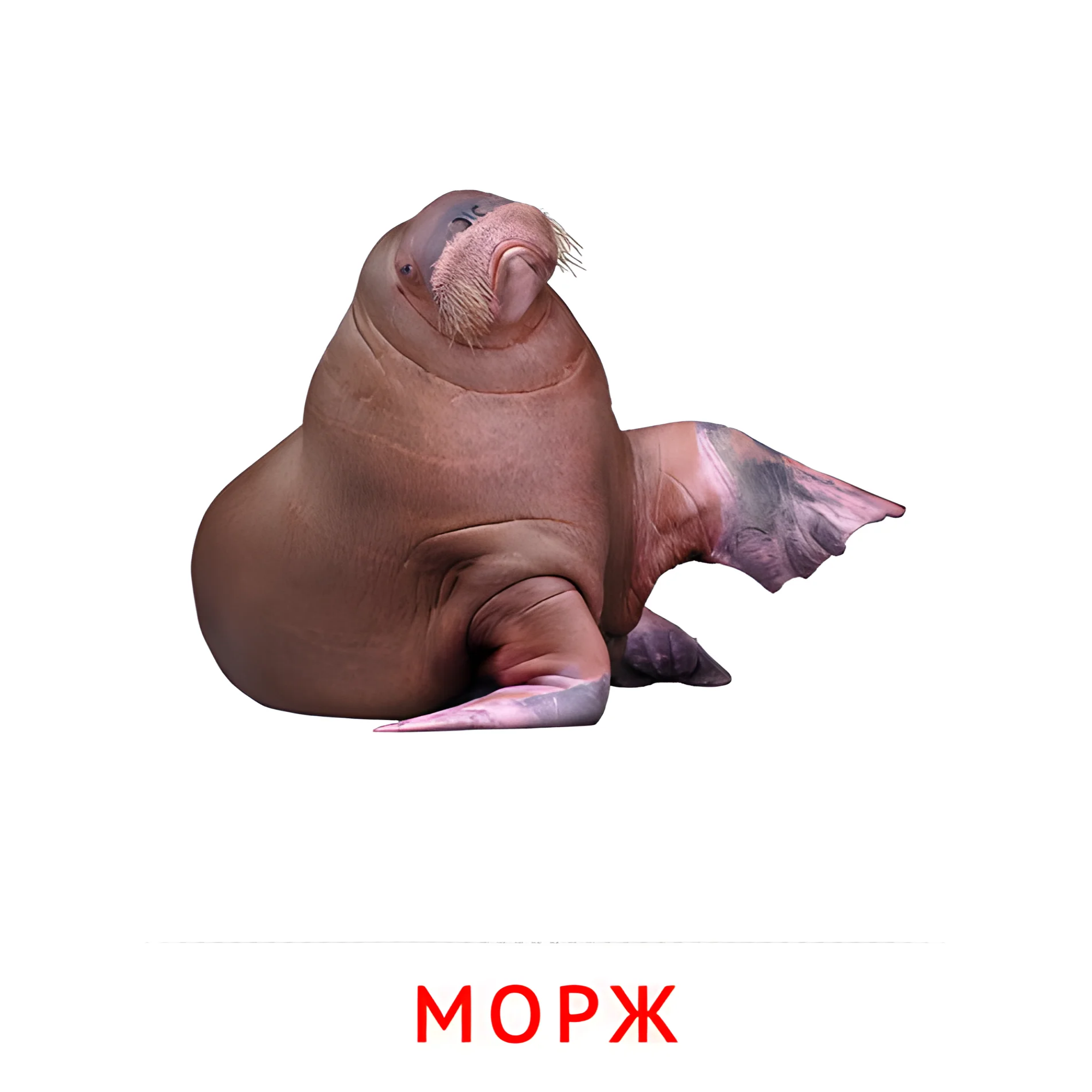 Морж №1915. Карточки Домана на русском языке. Животные.