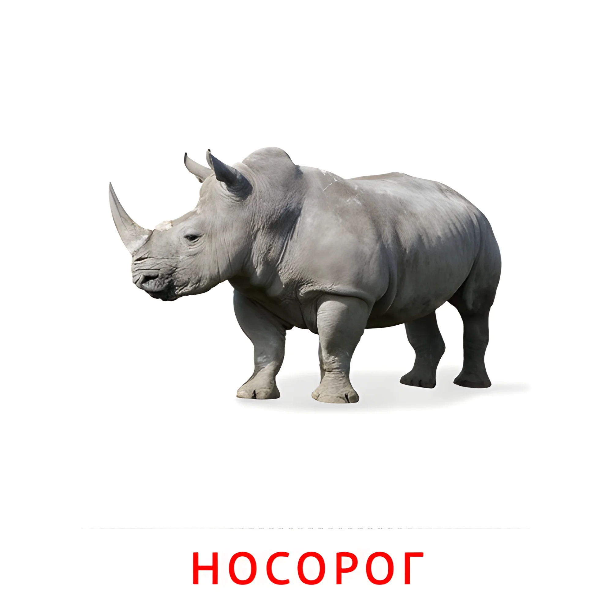 Носорог №1902. Карточки Домана на русском языке. Животные.
