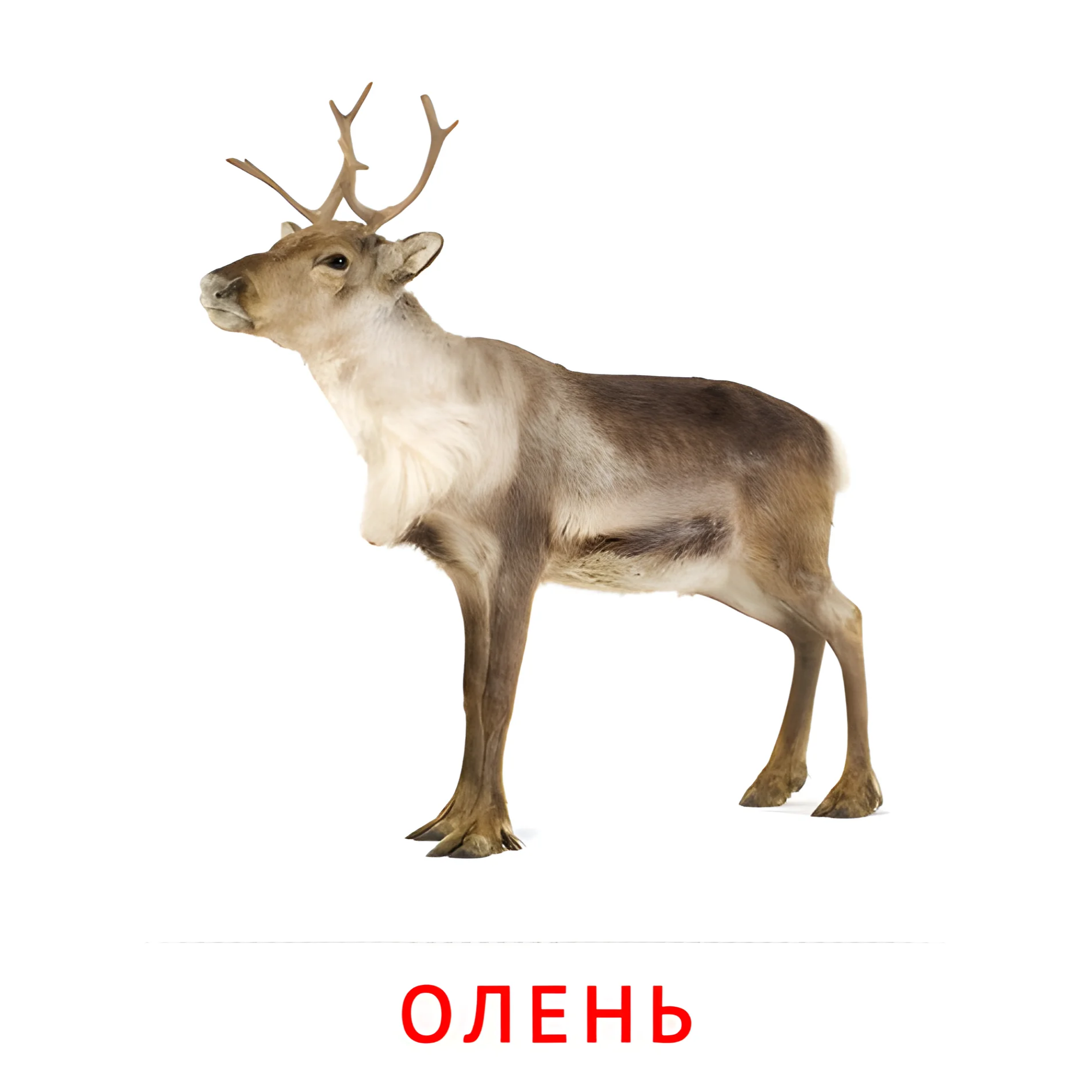 Олень №1916. Карточки Домана на русском языке. Животные.