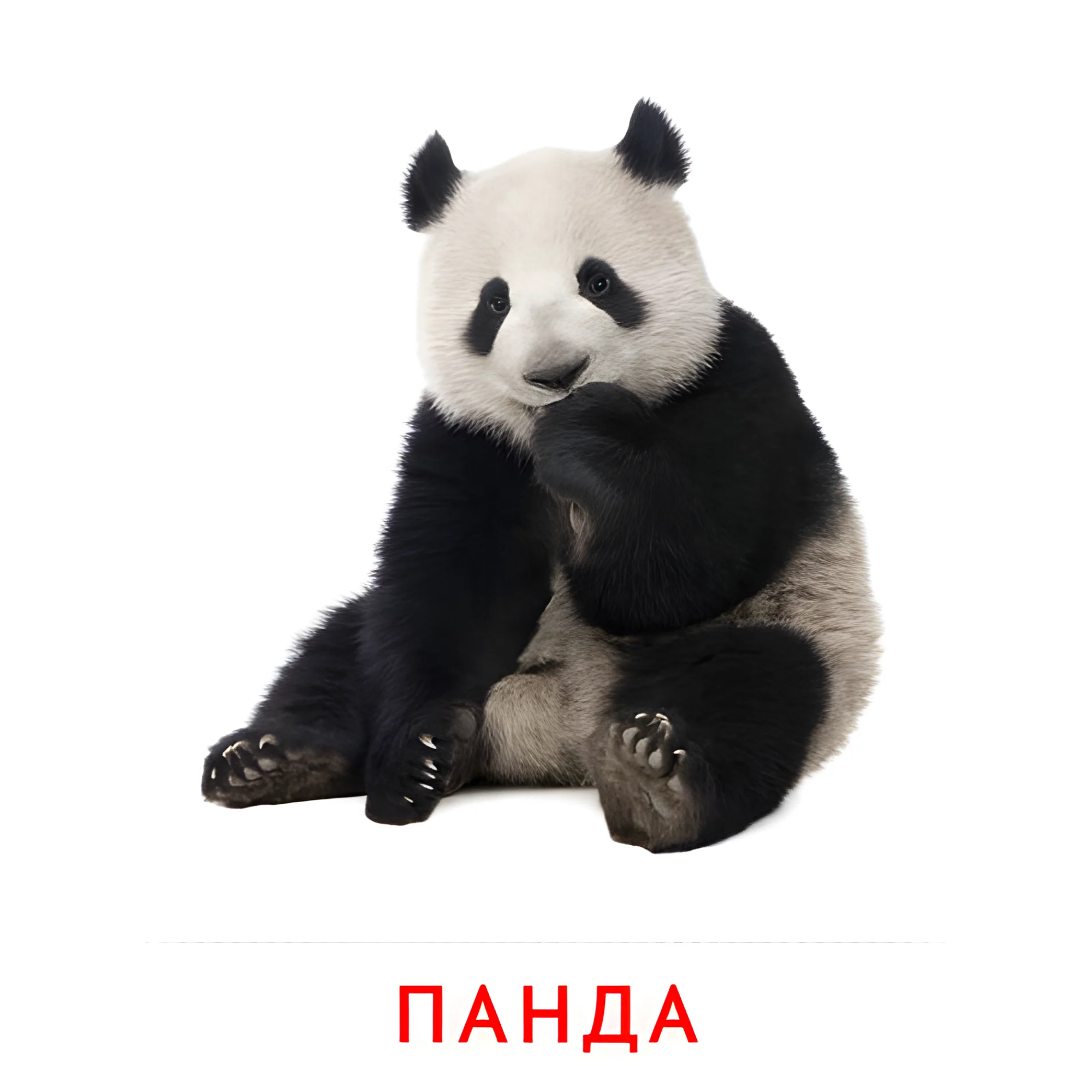 Панда №1917. Карточки Домана на русском языке. Животные.