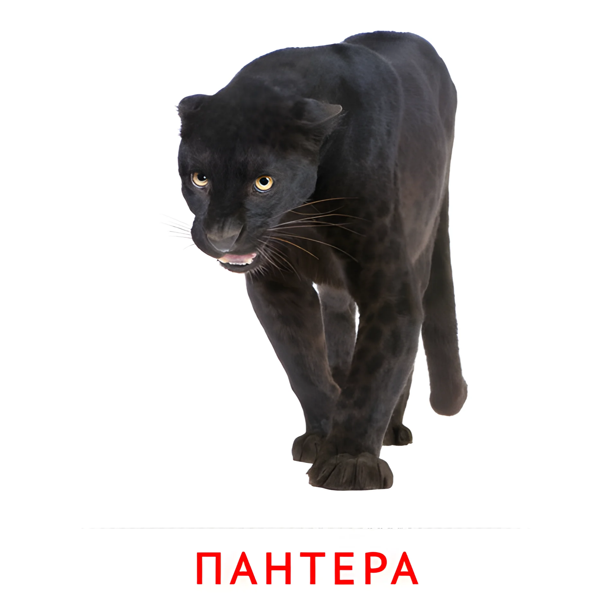 Пантера №1907. Карточки Домана на русском языке. Животные.