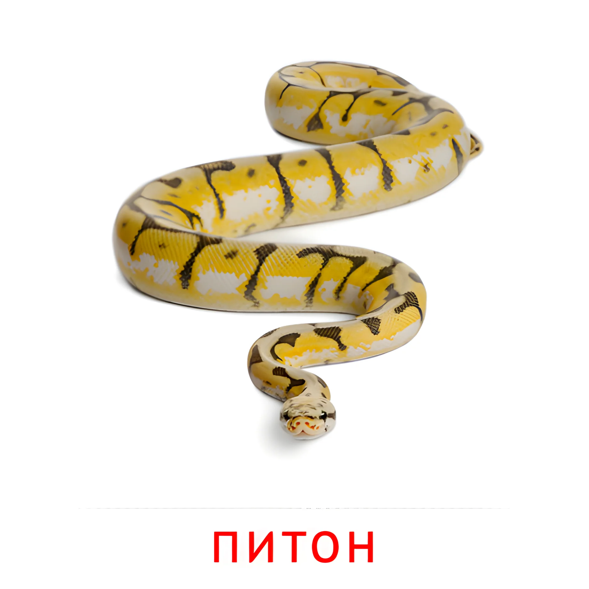 Питон №1924. Карточки Домана на русском языке. Животные.