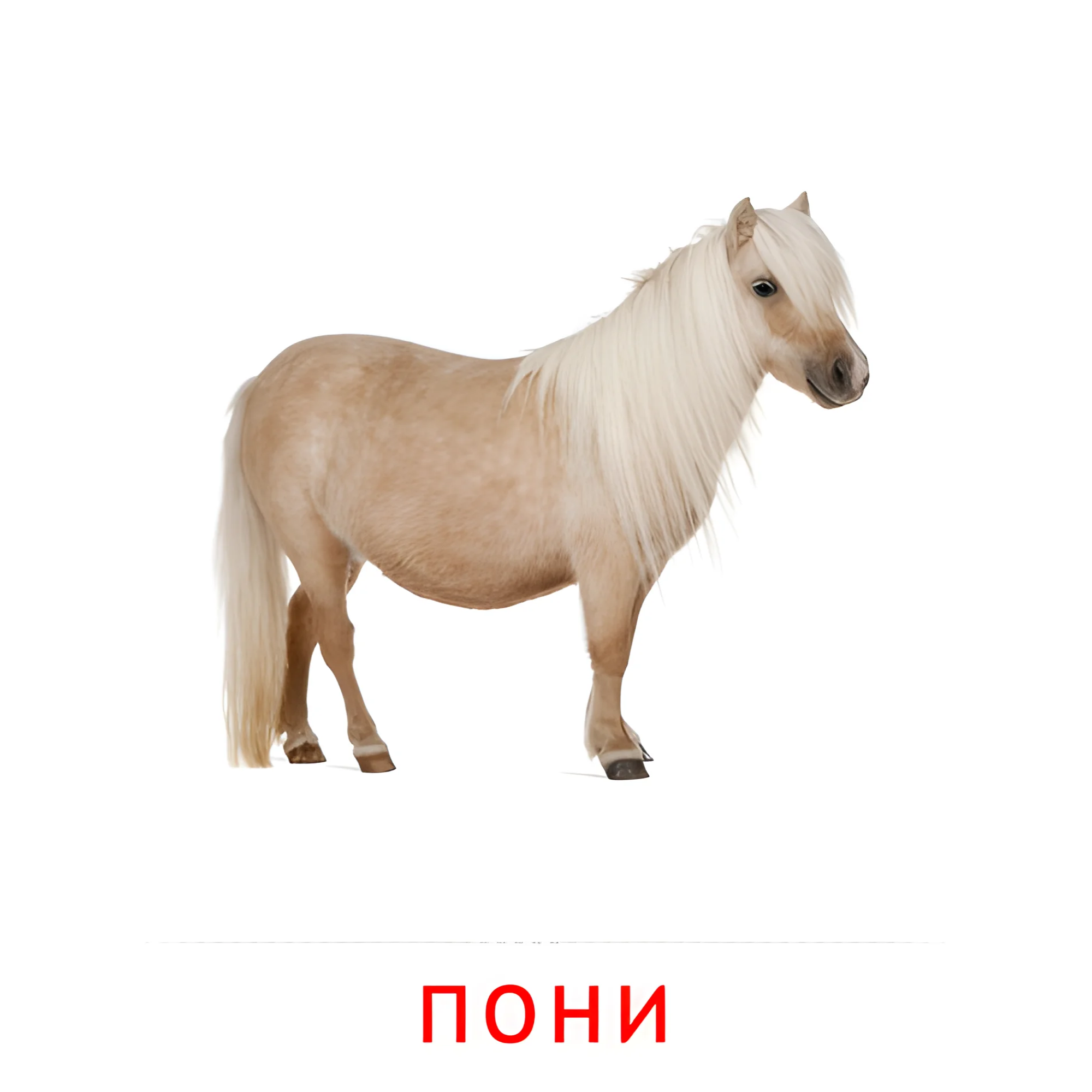 Пони №1903. Карточки Домана на русском языке. Животные.