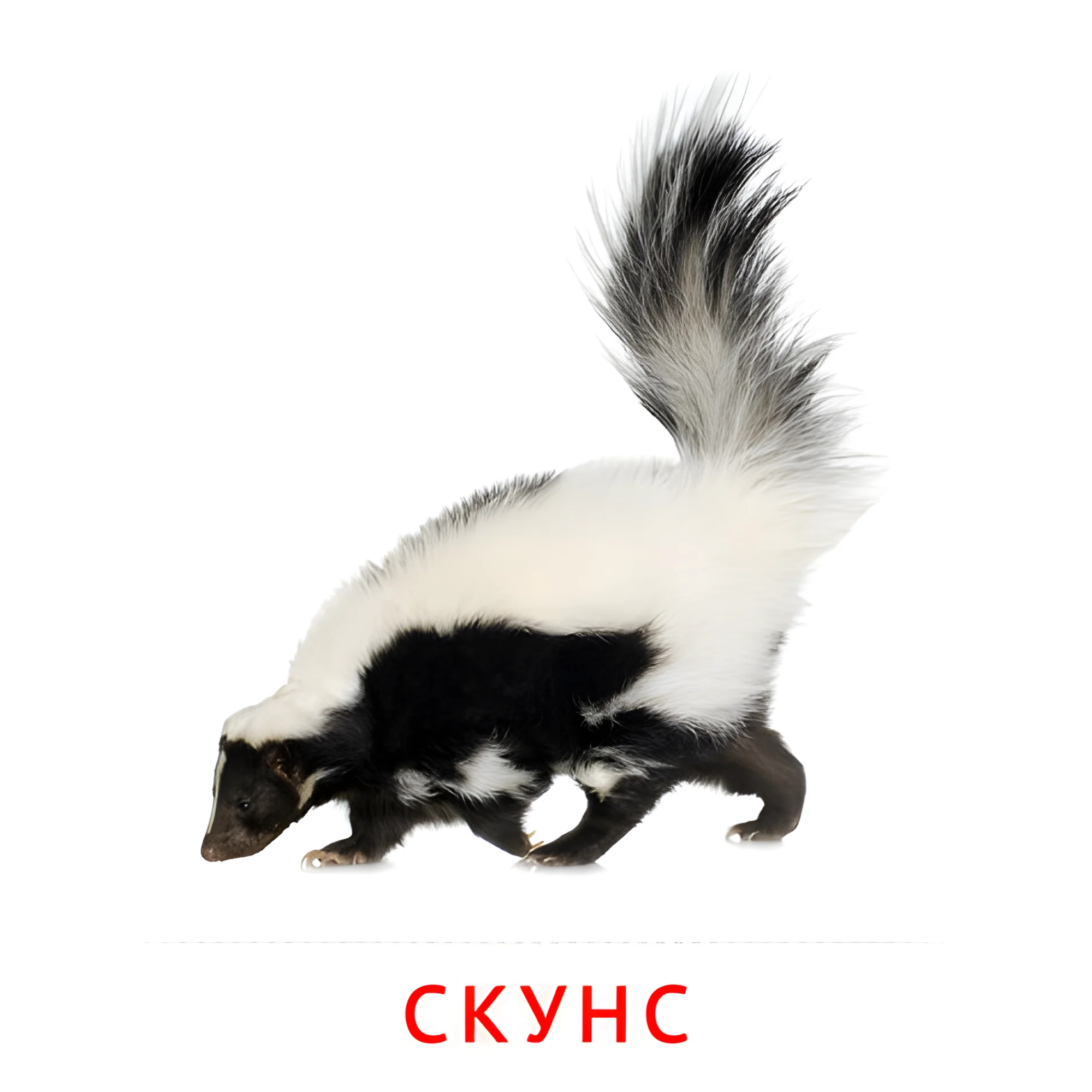Скунс №1922. Карточки Домана на русском языке. Животные.