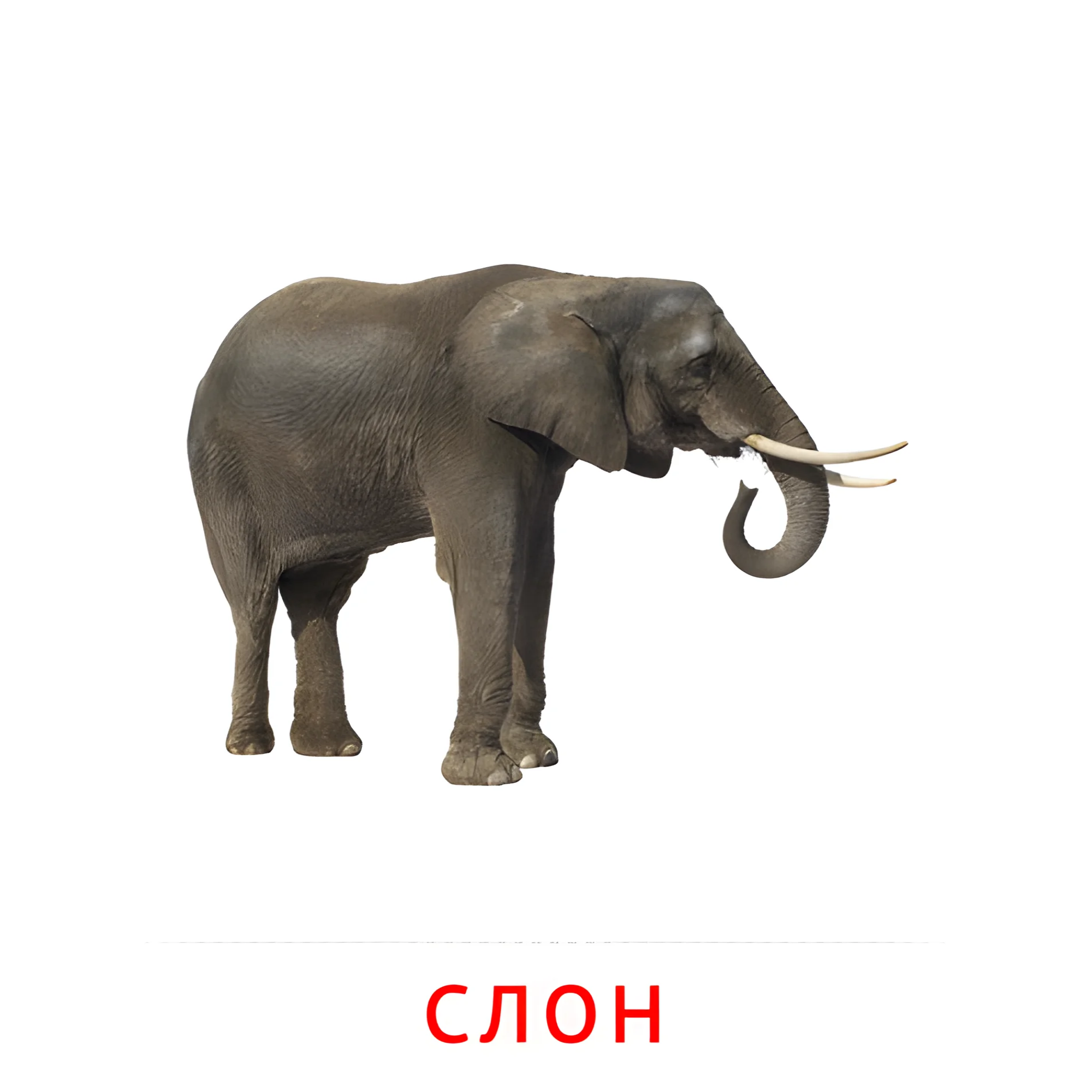 Слон №1872. Карточки Домана на русском языке. Животные.