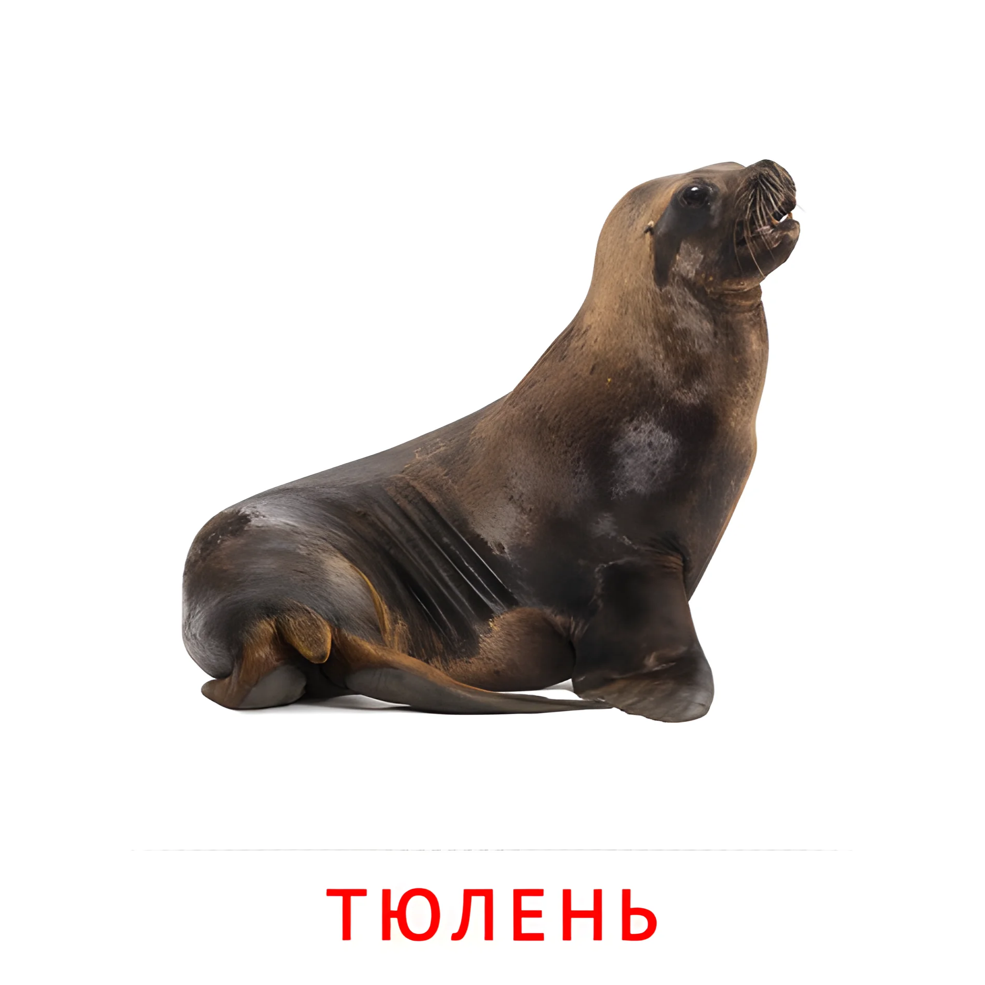 Тюлень №1911. Карточки Домана на русском языке. Животные.