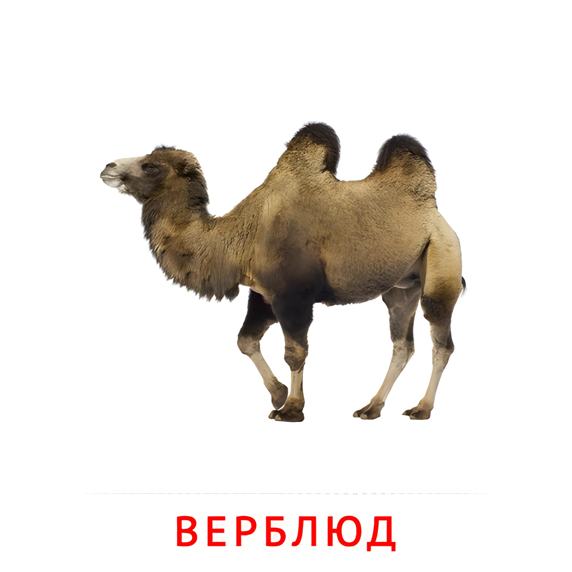 Верблюд №1894. Карточки Домана на русском языке. Животные.