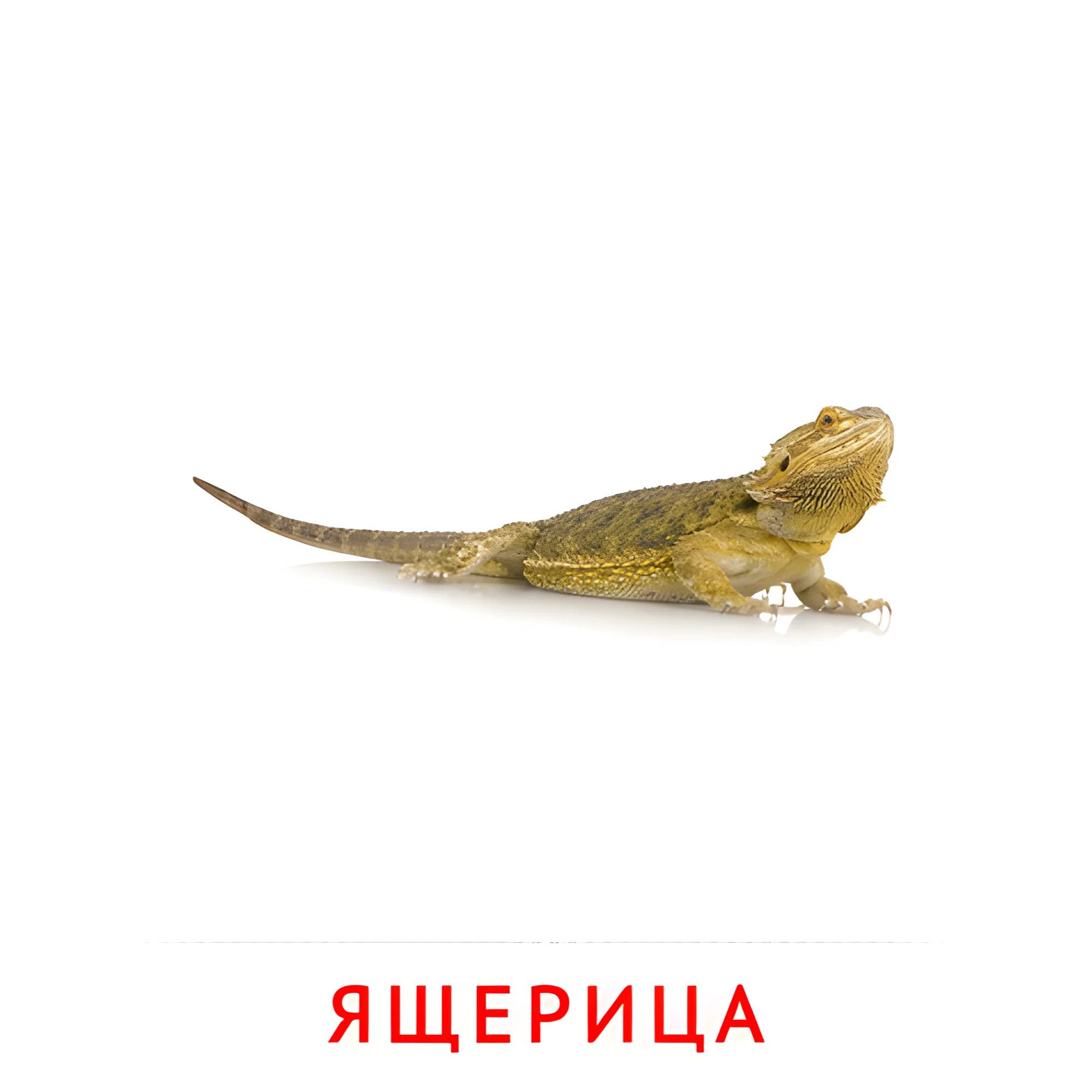 Ящерица №1919. Карточки Домана на русском языке. Животные.