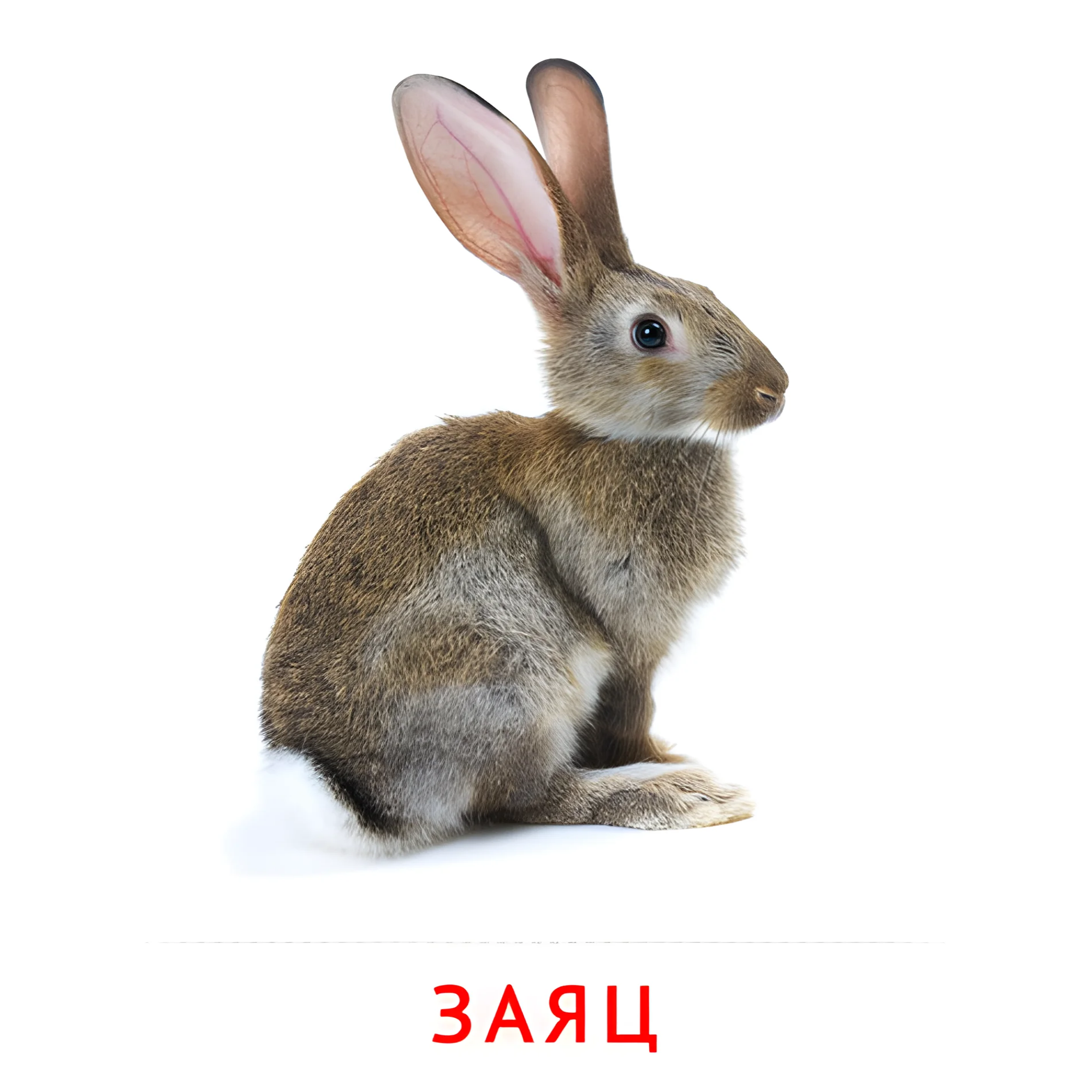 Заяц №1873. Карточки Домана на русском языке. Животные.