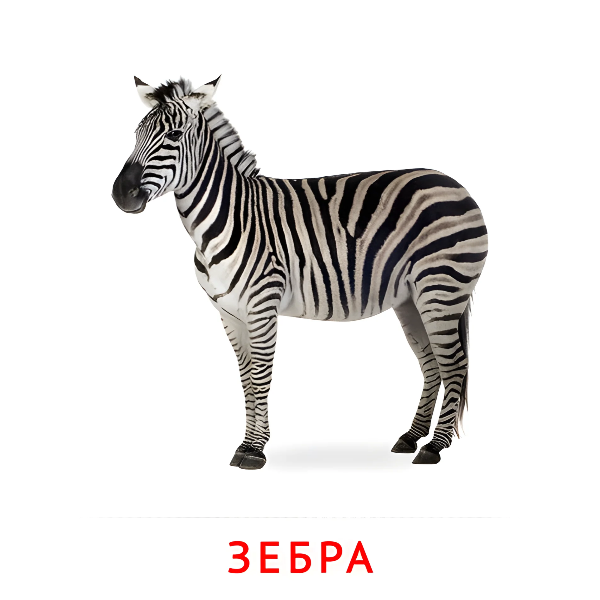 Зебра №1876. Карточки Домана на русском языке. Животные.