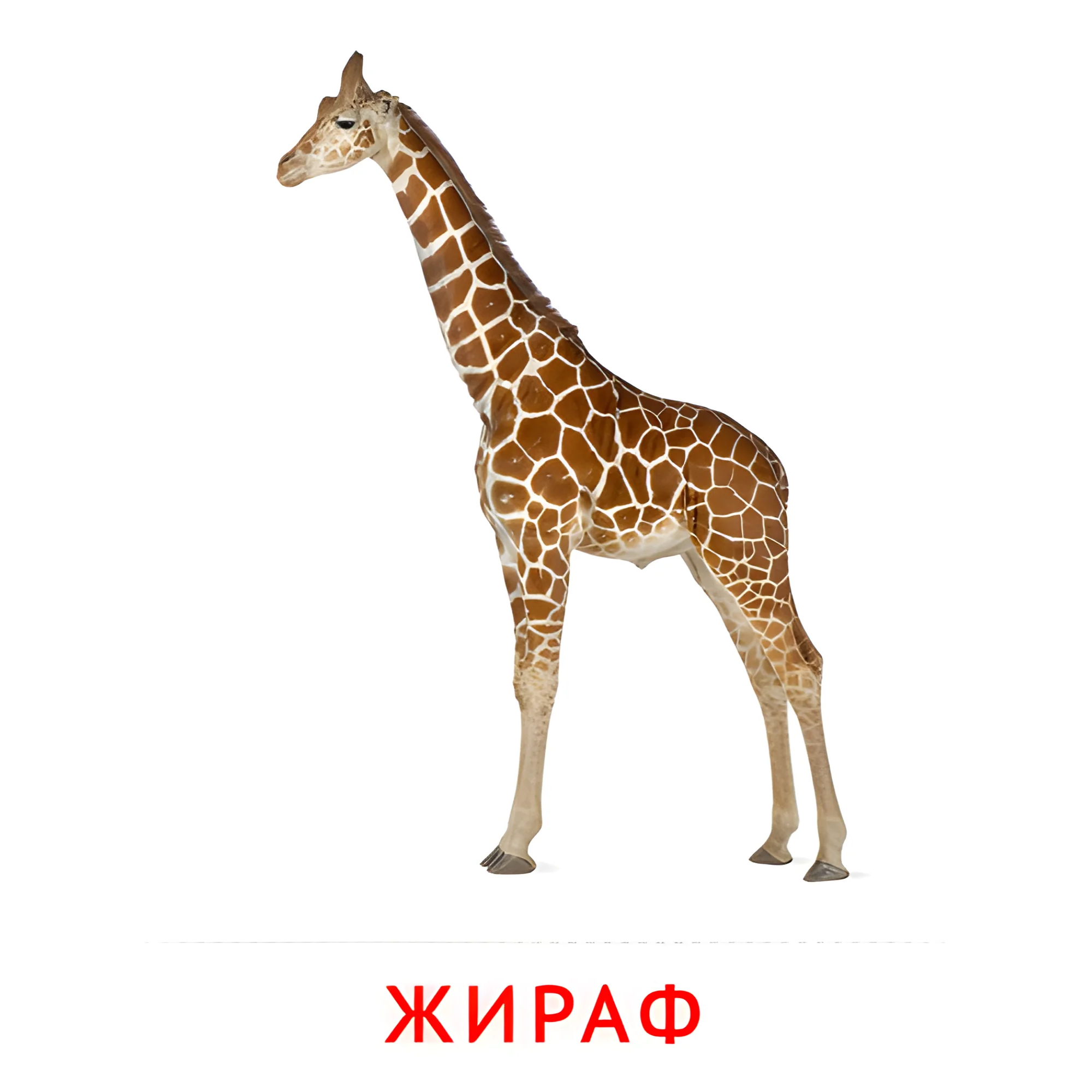 Жираф №1898. Карточки Домана на русском языке. Животные.
